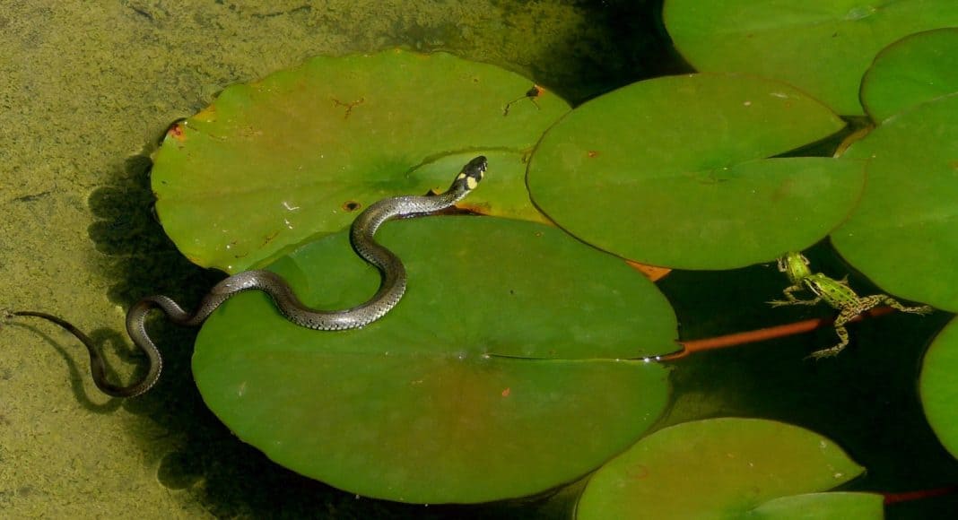 Die Ringelnatter hatte früher einen anderen Lebensraum.