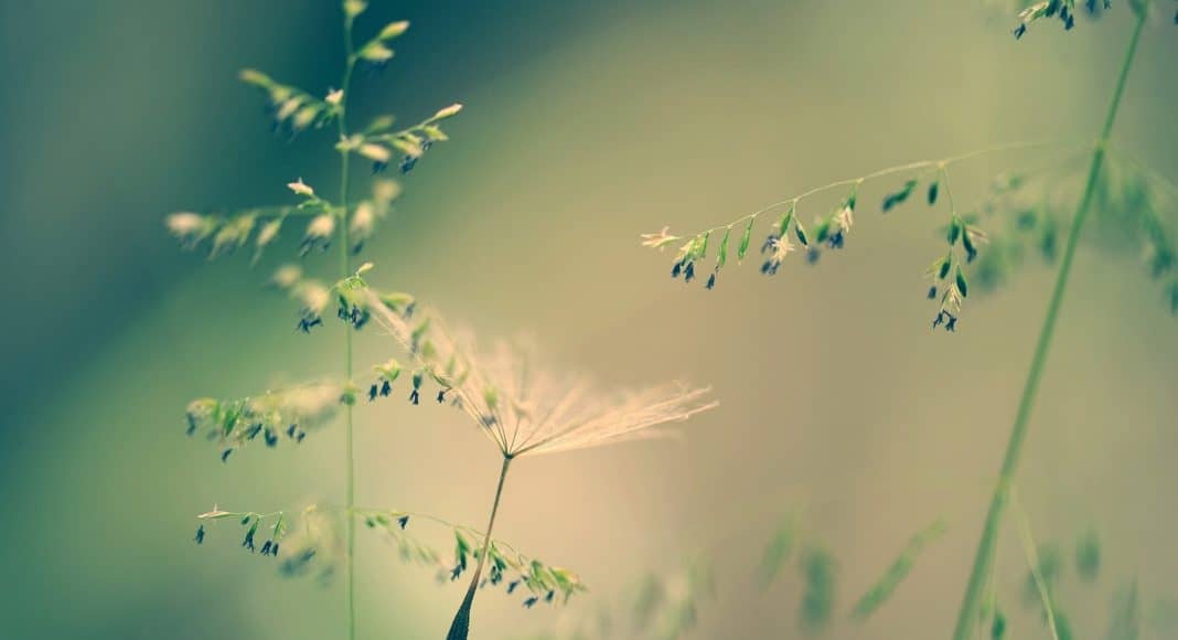 Die Gräser sind voll von Samen.