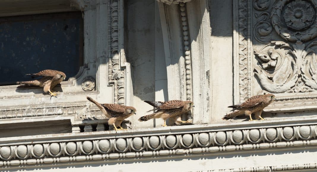 Turmfalken, haben sich dem Lebensraum Stadt angepasst.