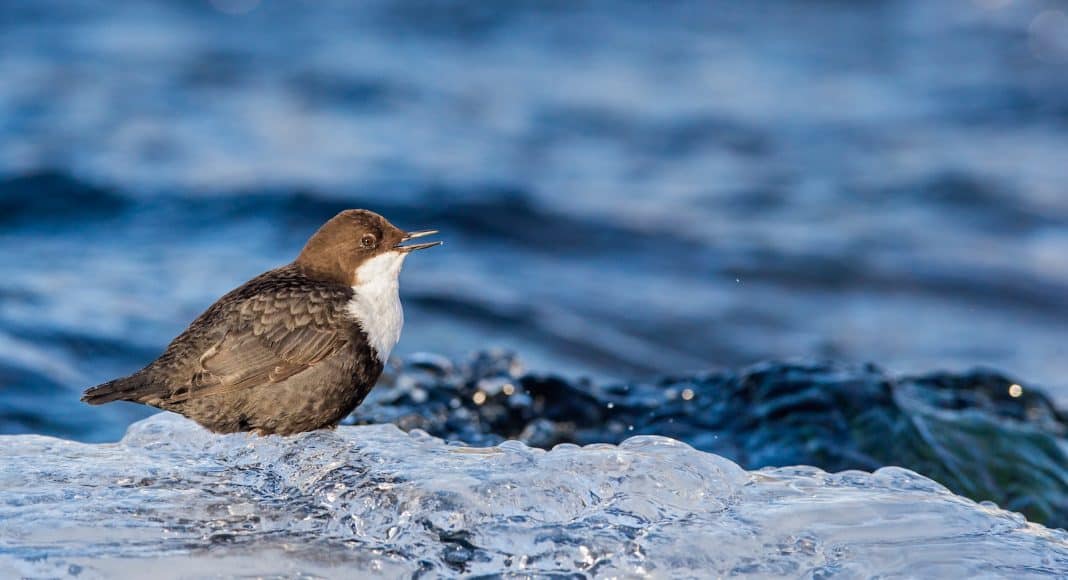 Durch die Renaturierung kommt auch die Wasseramsel an der Sure wieder vor.