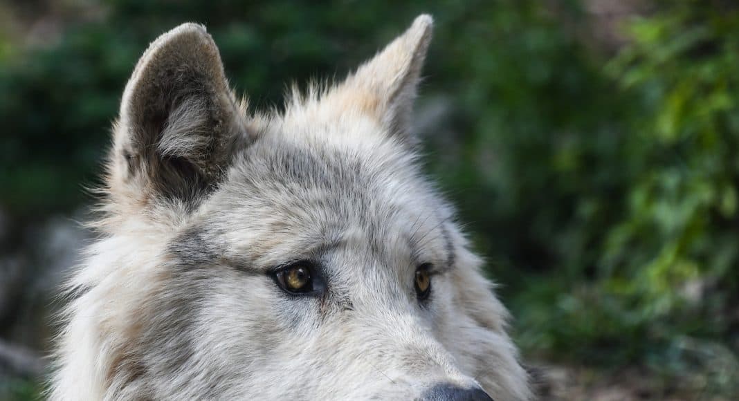 Ein Wolf wurde bei der Jagd aus Versehen abgeschossen.