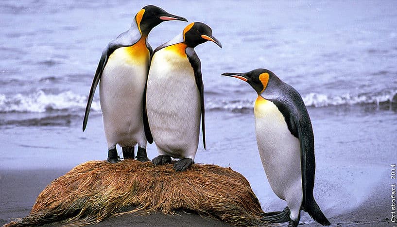 Drei Kaiserpinguine stehen am Strand und schauen sich an.