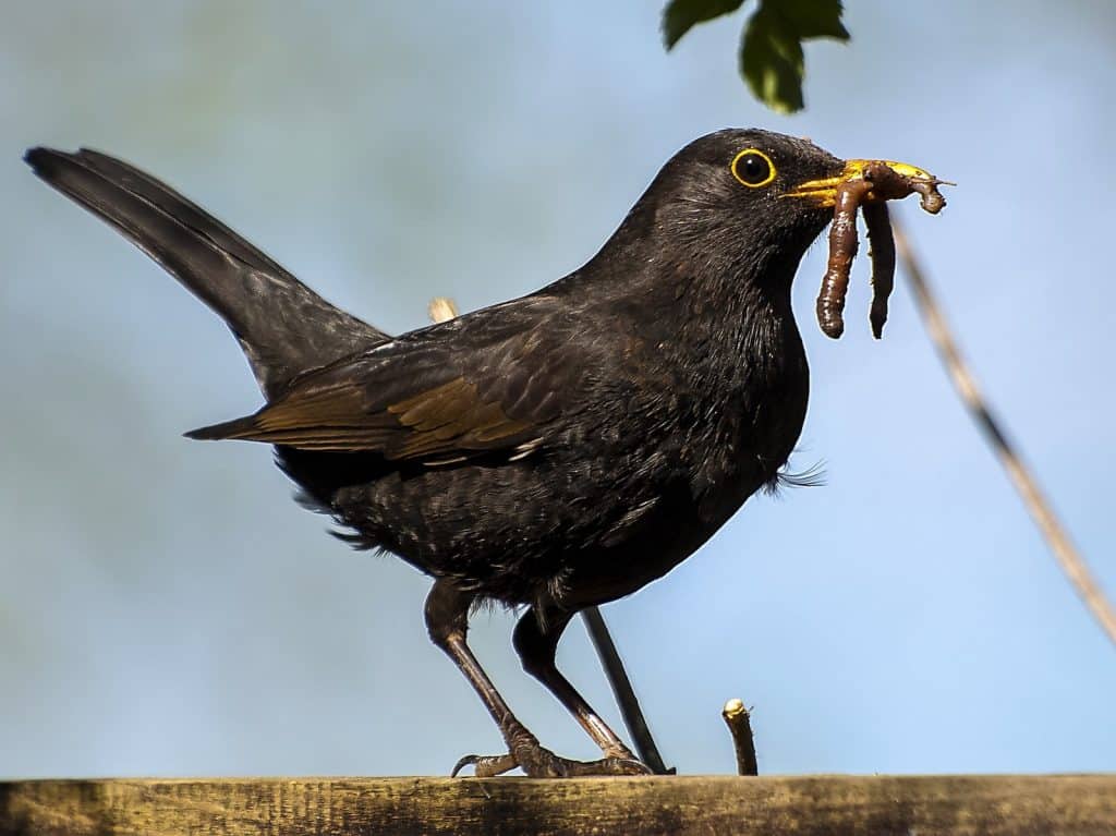 Amsel mit Wurm im Schnabel.