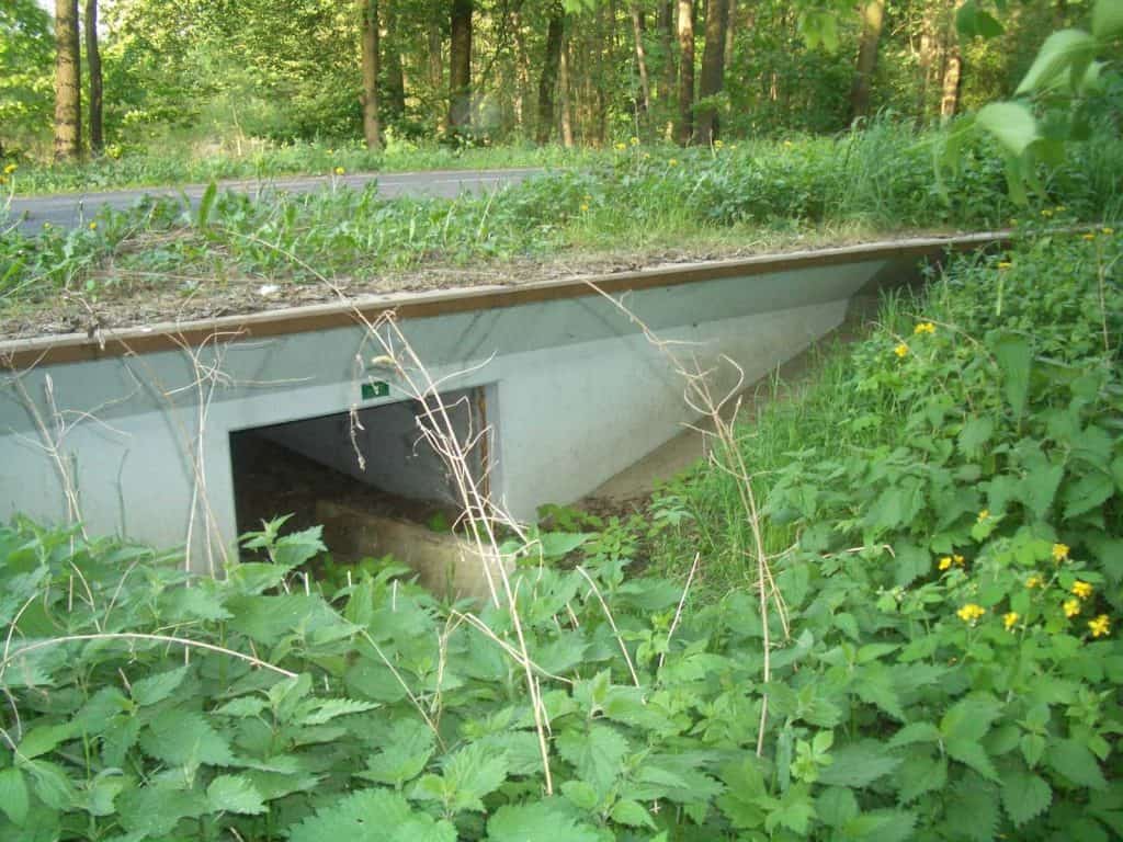 Die Wanderung der Amphibien hat begonnen.