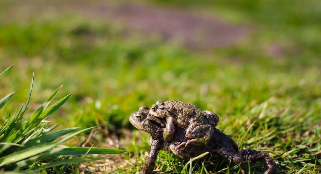 Achtung auf Amphibien auf der Amphibienwanderung.