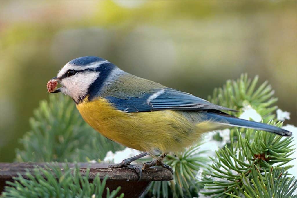 Blaumeisen pfeiffen unterschiedlich.