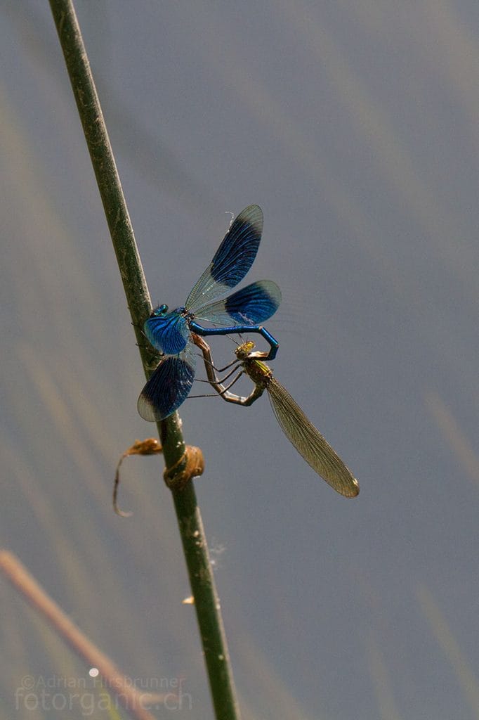 Coeur d'Amour: Paarung der LIbelle.