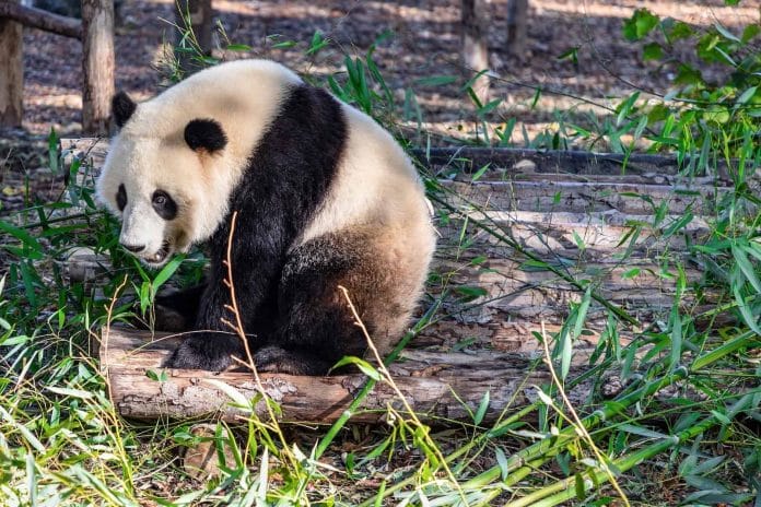 Grosser Panda sitzt am Boden und frisst Bambus.