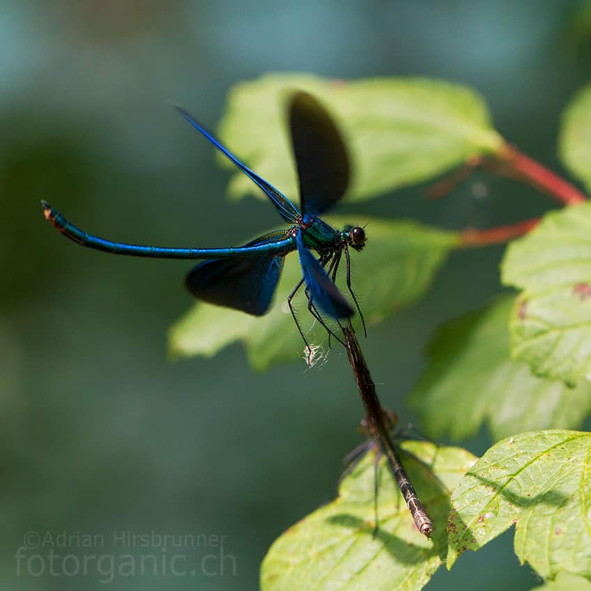 Eine Blauflügel-Prachtlibelle im Schwirrflug.