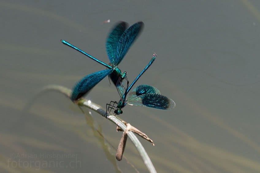 Zwei Prachtlibellen im Kampf.