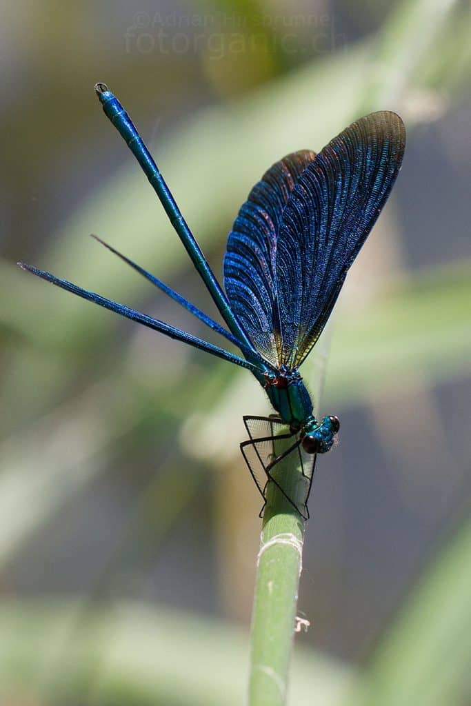 Eine Blauflügel-Prachtlibelle.