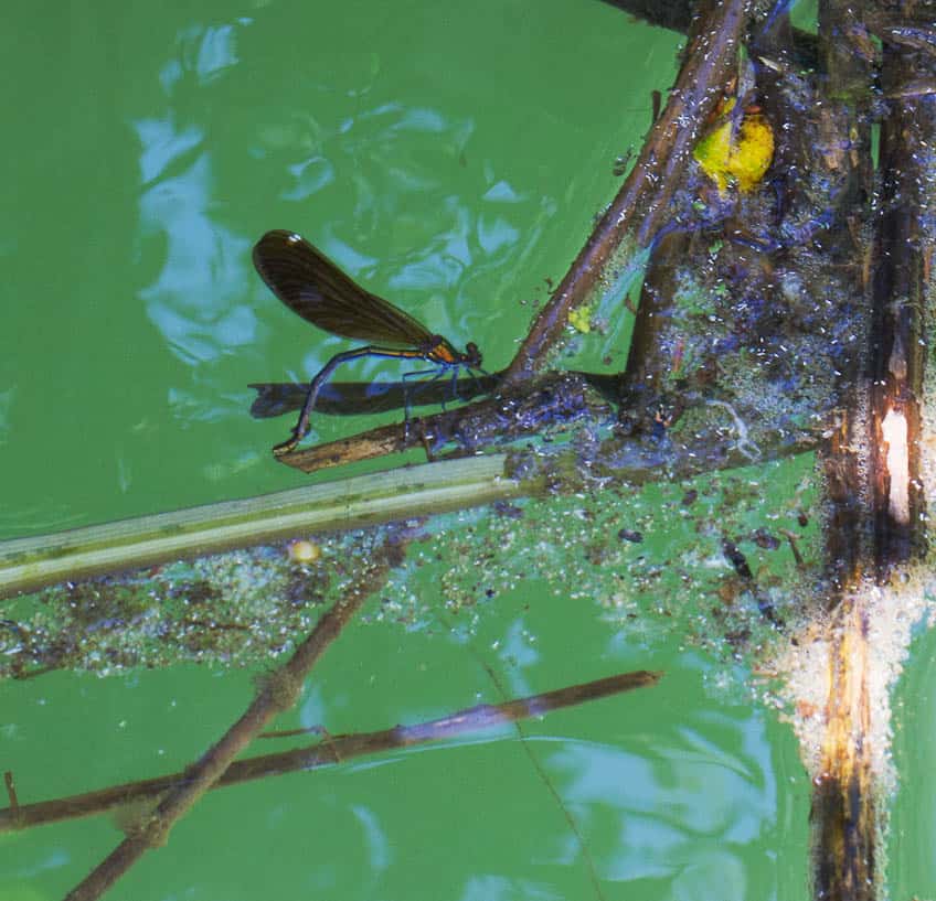 Prachtlibellen-Weibchen bei der Eiablage.
