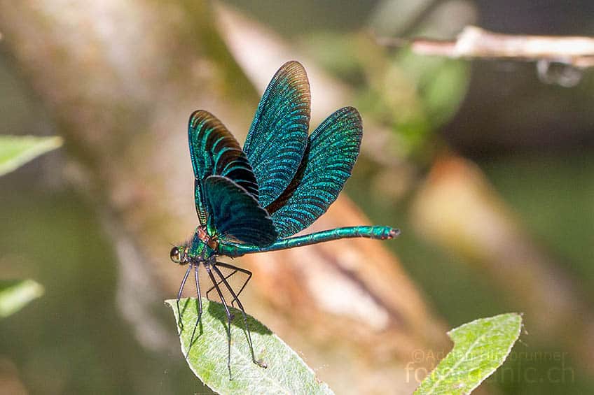 Schillernde Blauflügel Prachtlibelle