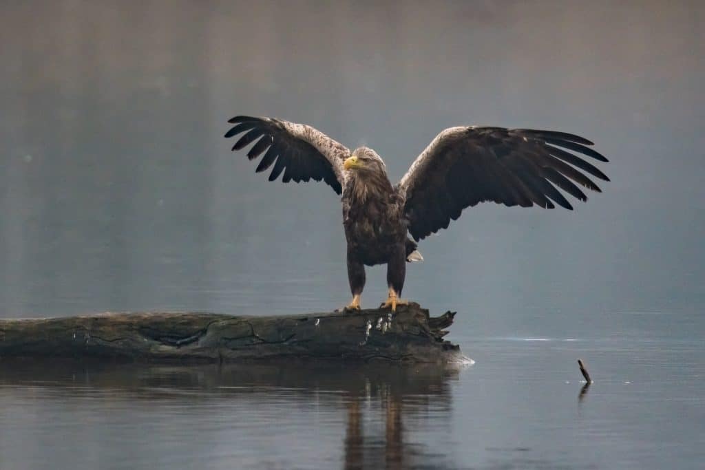 Der in der Schweiz sehr selten anzutreffende Seeadler am Klingnauer Stausee.