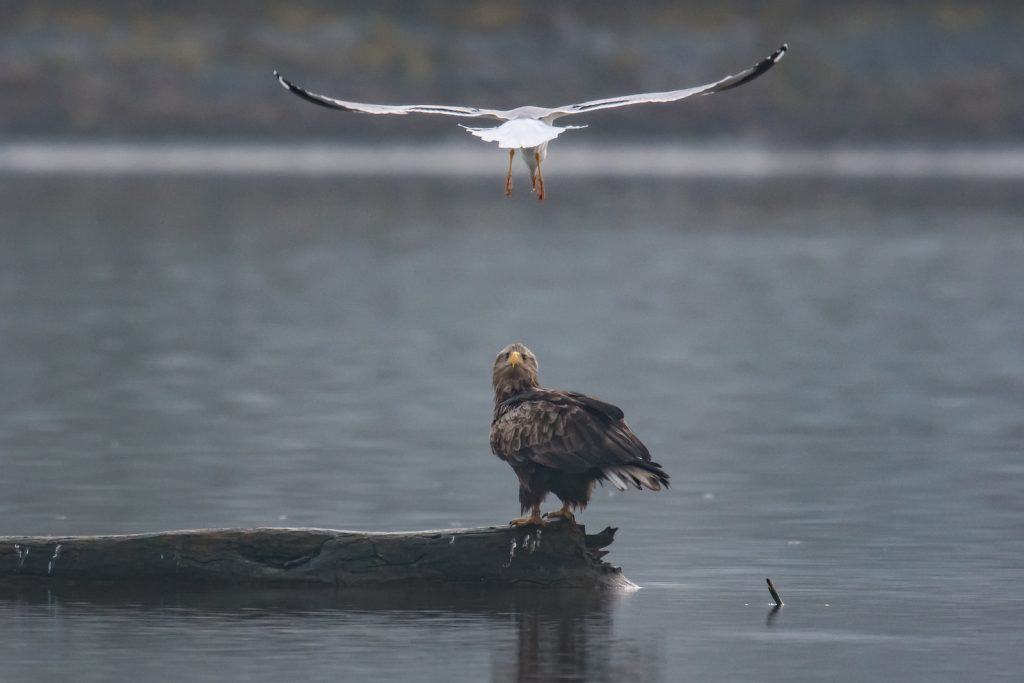 Der in der Schweiz sehr selten anzutreffende Seeadler am Klingnauer Stausee.