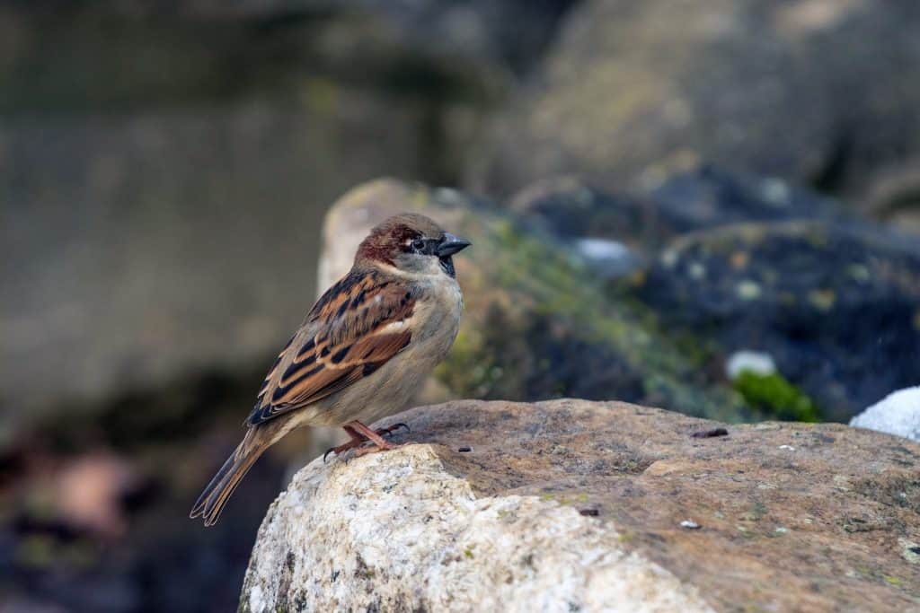 Ein Spatz oder Sperrling sitzt auf einem Stein.