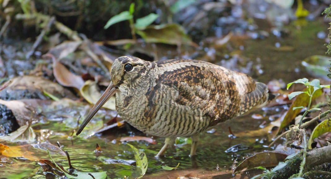 Die Vogelstimme der Waldschnepfe ist markant.