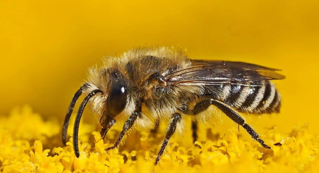 Intensive Landwirtschaft schadet den Wildbienen.