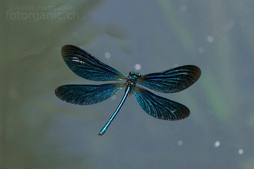 Blauflügel-Prachtlibelle im Drohnenflug.