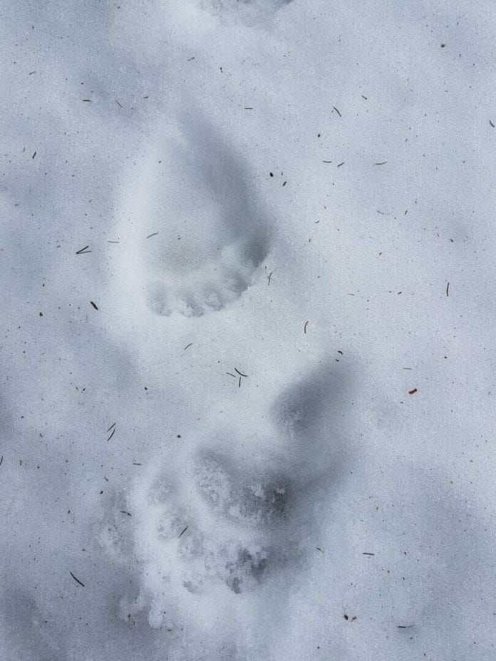 Bärenspur im Schnee.