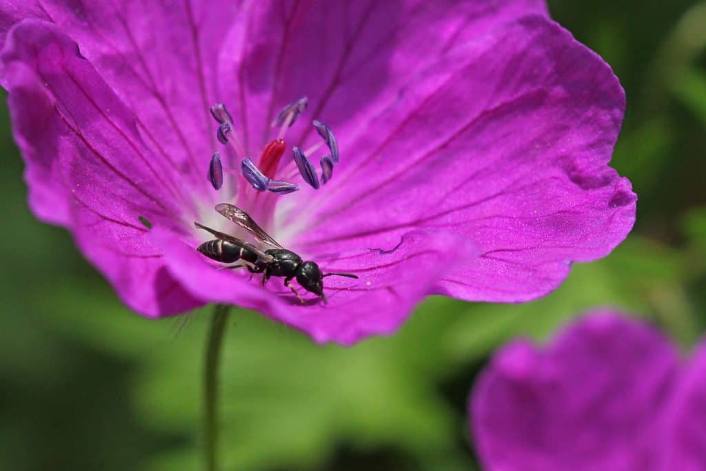 Faltenwespe auf der Blüte eines Blutstorchenschnabels.