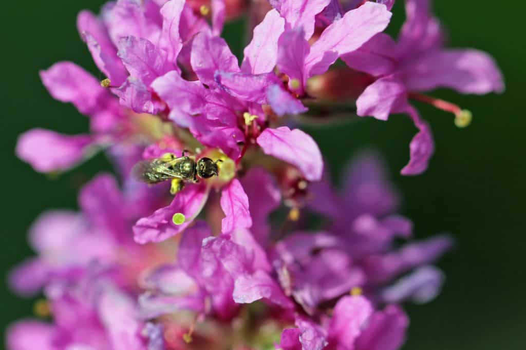 Blutweiderich mit Insekt auf der Blüte.
