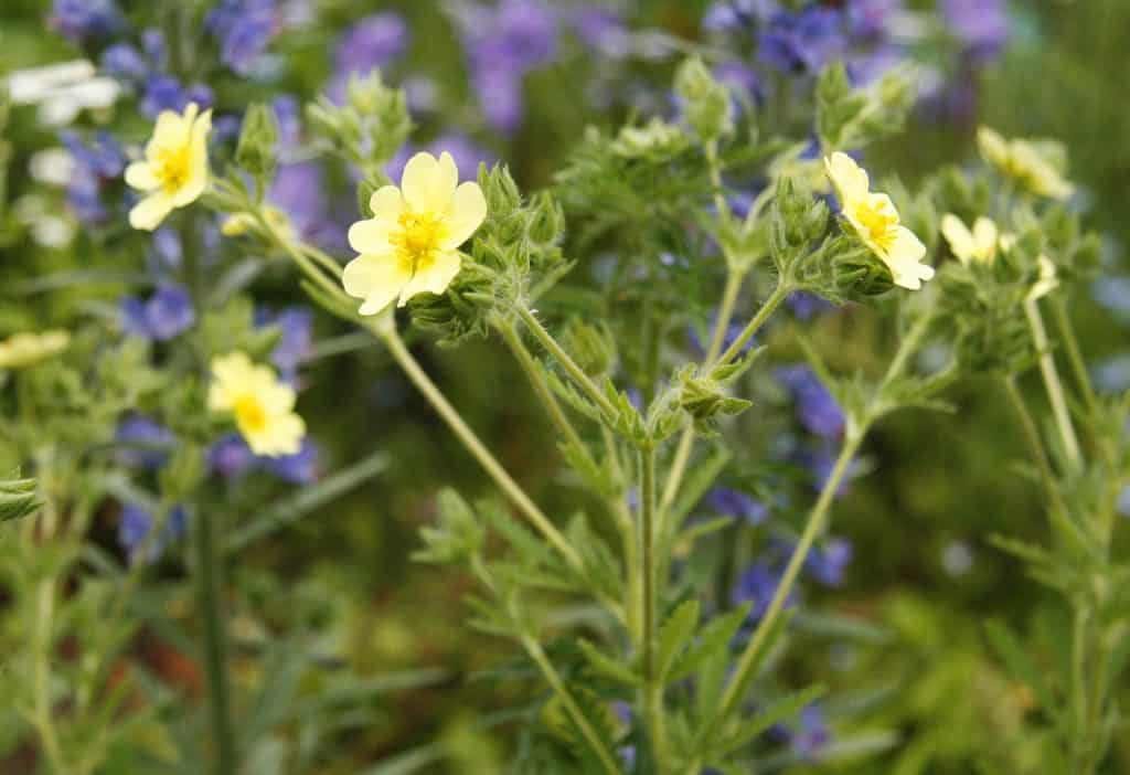 Aufrechtes Fingerkraut.
