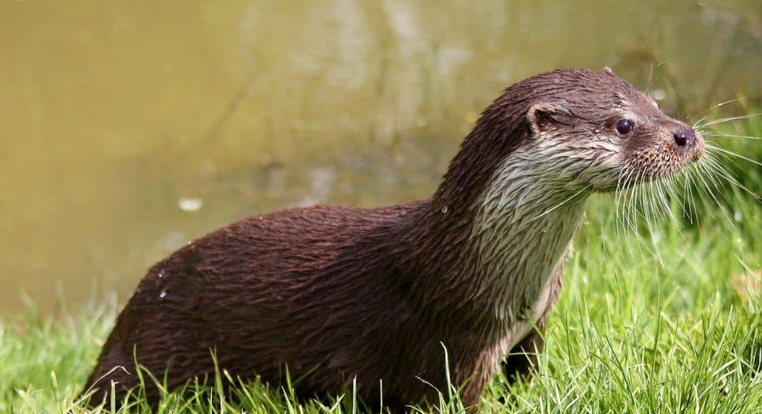 Fischotter in seinem Lebensraum.