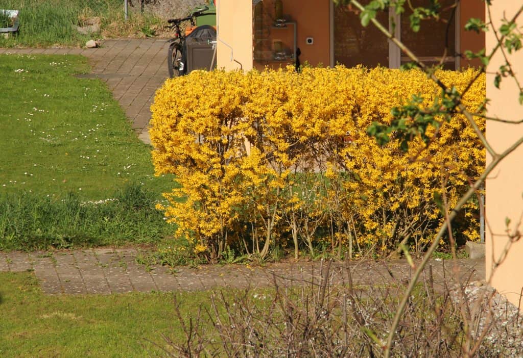 Keine heimische Pflanze: Die Hybrid-Forsythie
