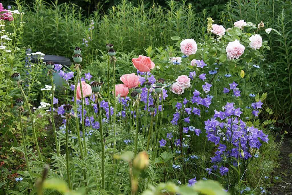 pfirsichblättrige Glockenblume hat leicht rosa Blüten.