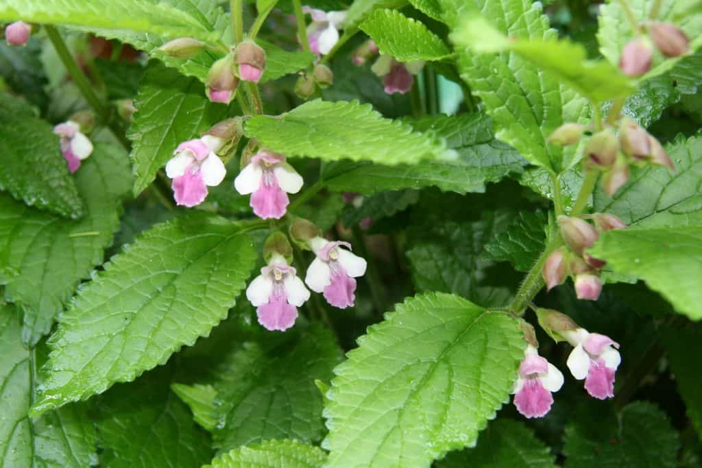 Pflanze Immenblatt mit Blüten.