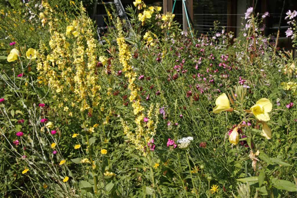 Schwarze Könisgkerze in Blumenwiese.