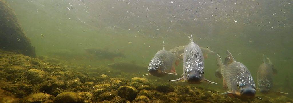 Eine seltene Fischart: Nase.