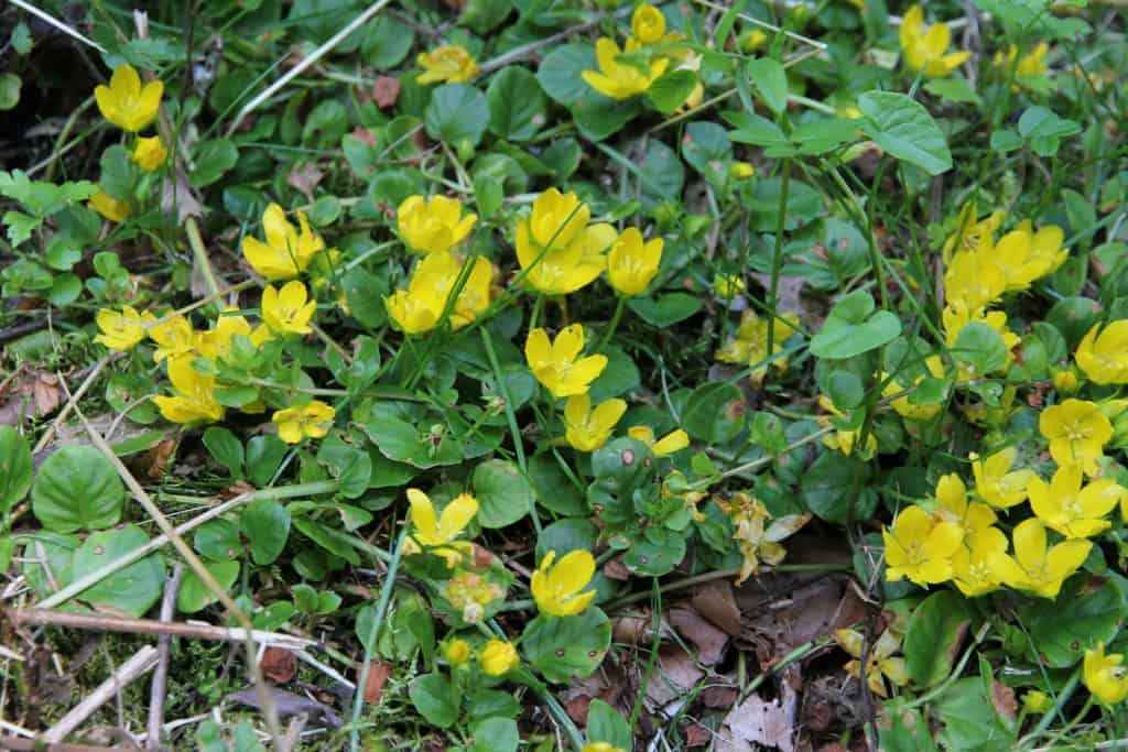 Gelbes Pfennigkraut.