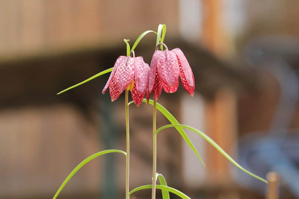 Die Schachblume ist ursprünglich eine heimische Pflanze.