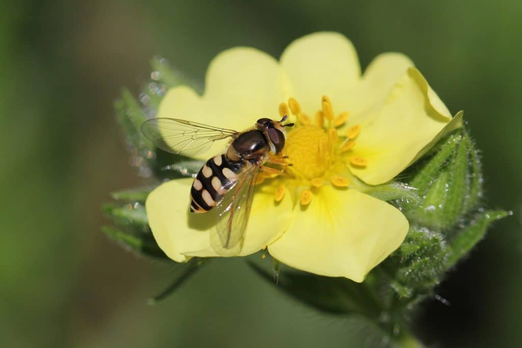 Schwebfliege auf gelbem Fingerkraut.