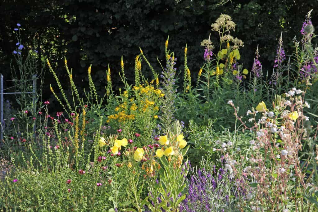 Vielfältige Blumenwiese im Garten.