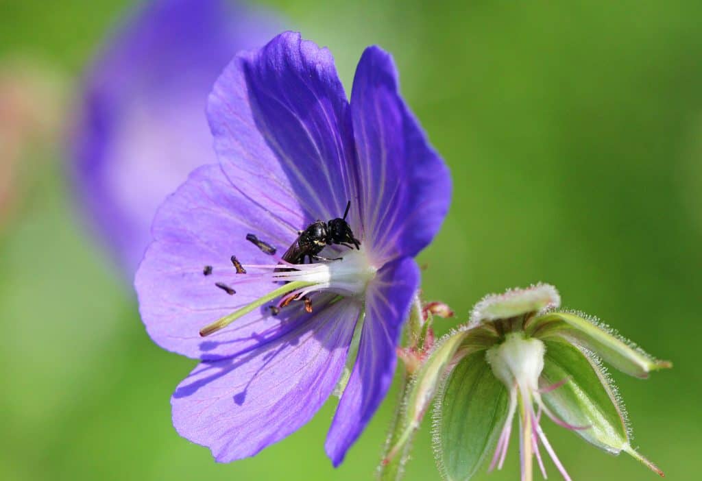 Maskenbiene auf der Blüte eines Storchenschnabels.