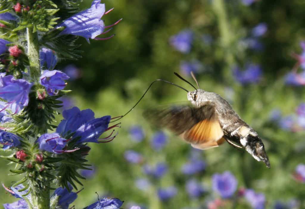 Taubenschwänzchen saugt an den Blüten eines Natternkopfs.