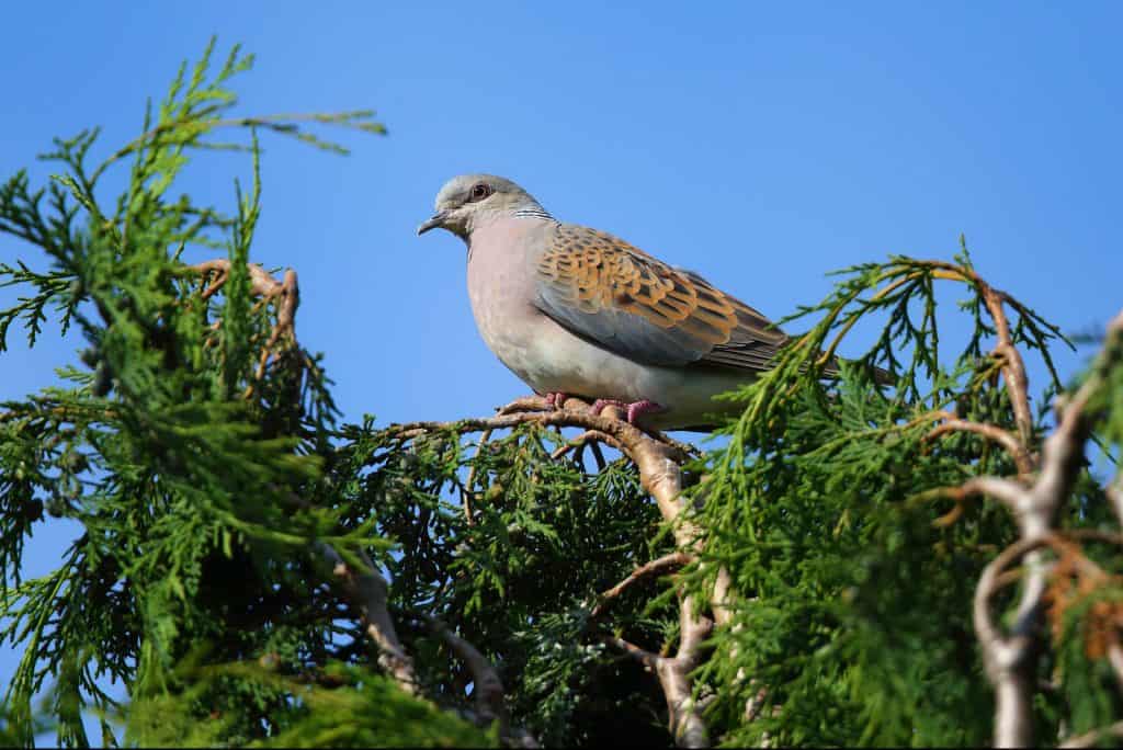 Der Bestand der Turteltaube nimmt ab.