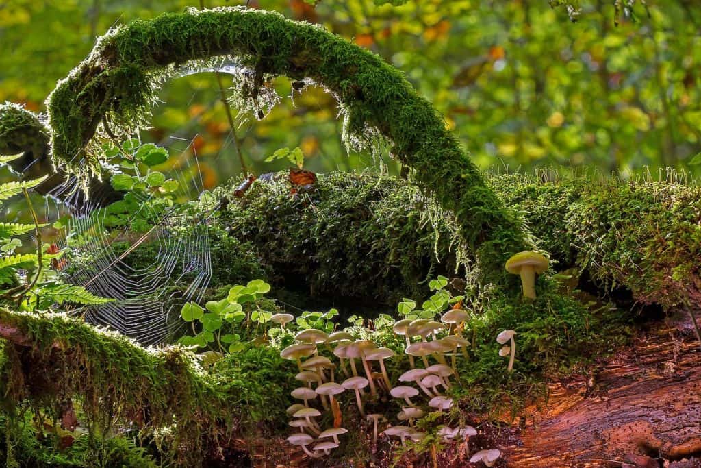 Urwäler haben oft eine hohe Biodiversität.