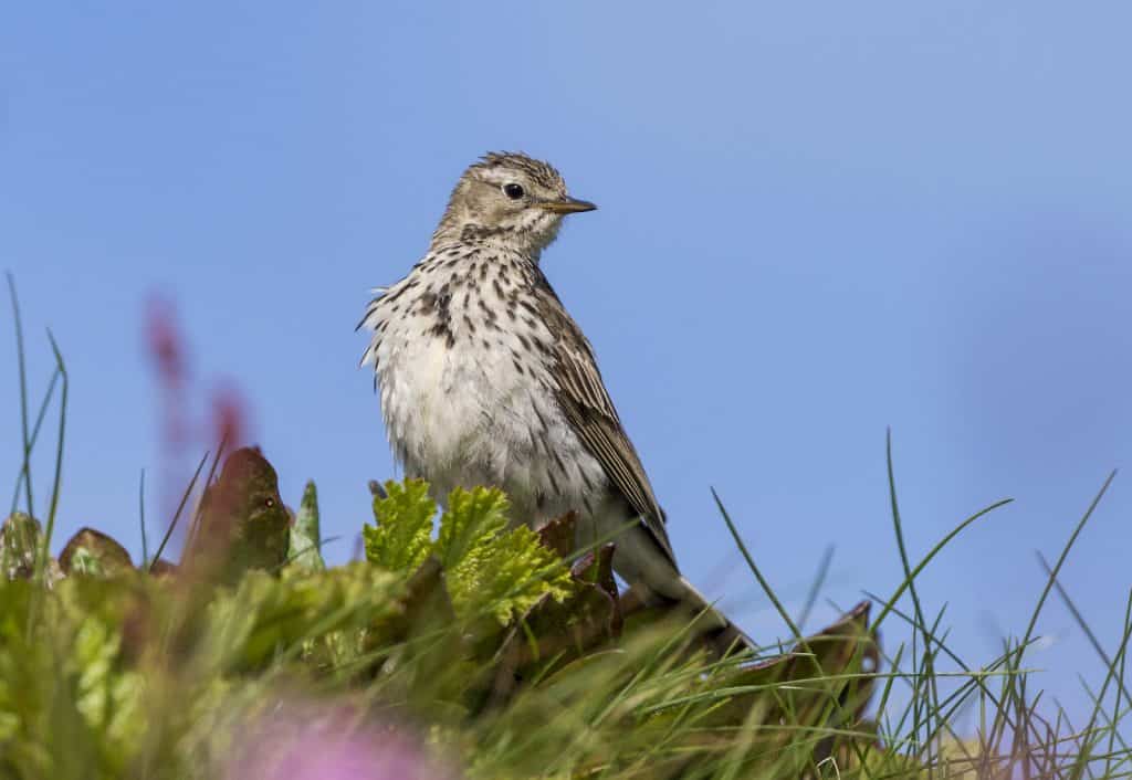 Der Wiesenpiper ist bedroht, hat aber in der Schweiz in einigen Gebieten überlebt.