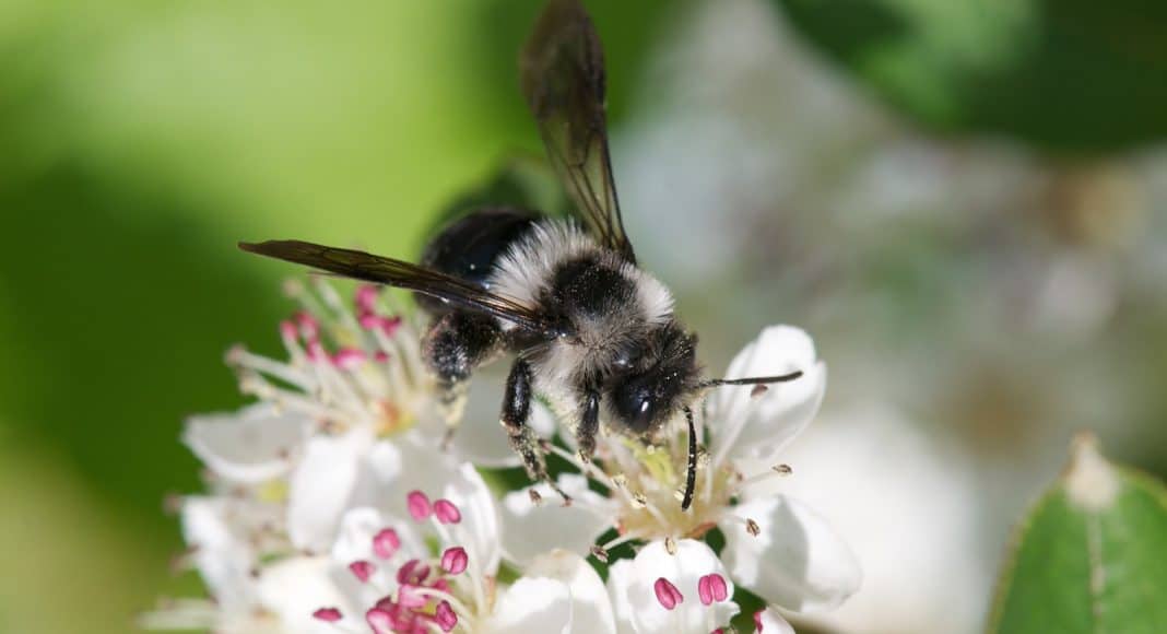 Wildbienen sind stark bedroht und brauche Schutz.