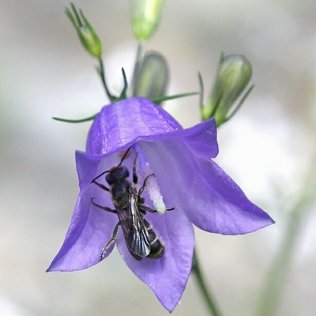 Glockenblumen-Scherenbiene Osmia rapunculi © Christine Dobler Gross (zum Vergrössern bitte anklicken)