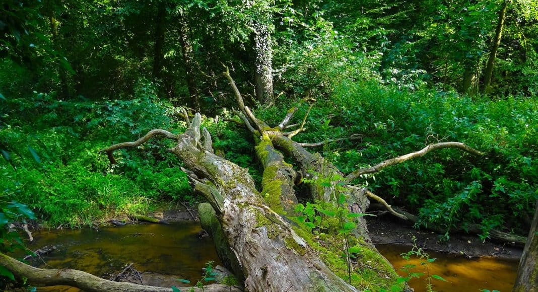 Ein Stück Urwald findet sich in Europa immer weniger.