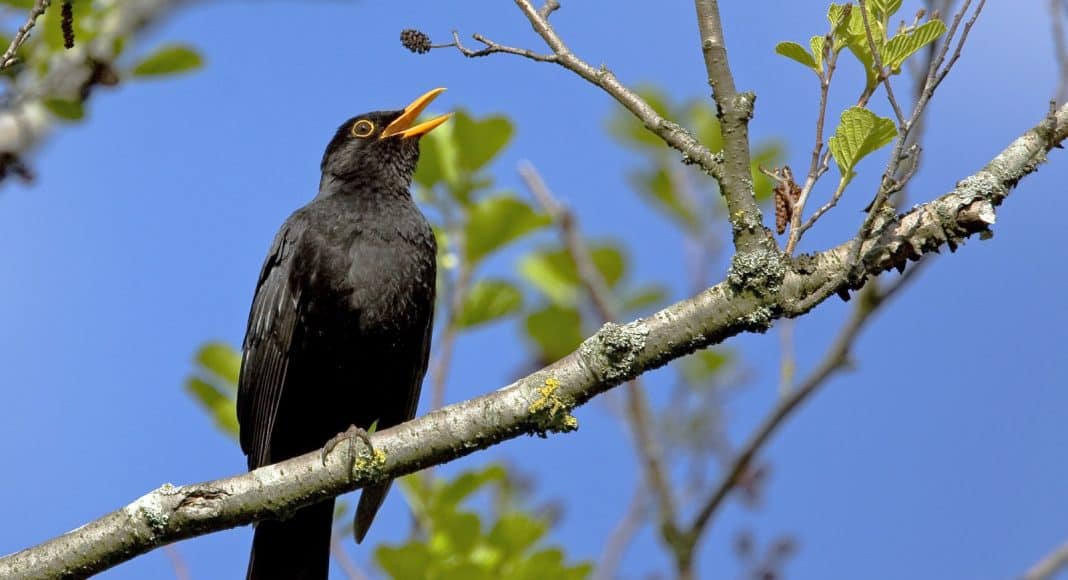 Die Amsel wurde in den Gärten am häufigsten gesehen.