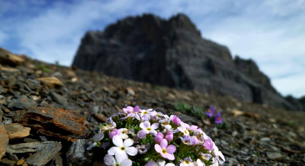 Gewöhnliche Arten wie das Alpenmannsschild (Androsace alpina) kommen wegen dem Klimawandel nun häufiger in den Alpen vor.