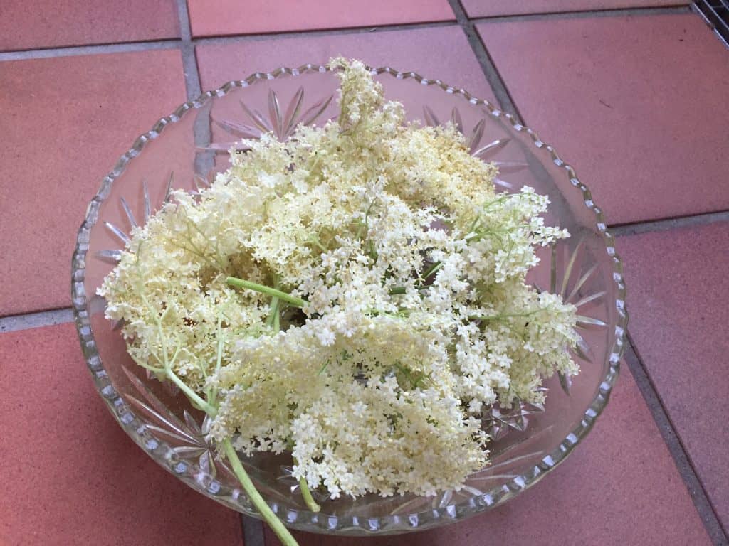 Eine Schüssel von frischen Holunderblüten.