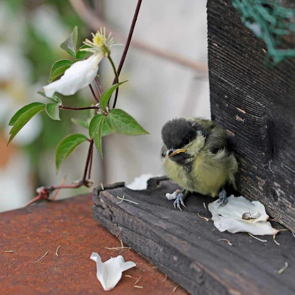 Eine Junge Meise sitzt vor dem Nistkasten.