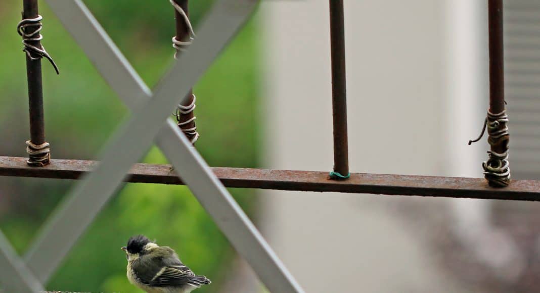 Jungmeisli sitzt auf dem Boden.